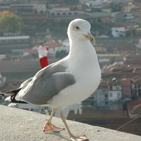 公寓 Wojcik Porto 格丁尼亚
